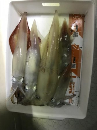 イカメタル バチコン