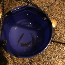 豆アジでカサゴ