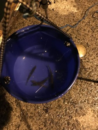 豆アジでカサゴ