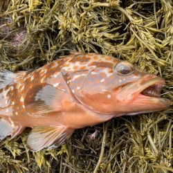 ロックフィッシュ大量