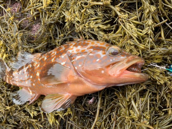 ロックフィッシュ大量