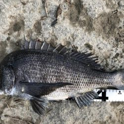 イチノ兄弟、釣果！