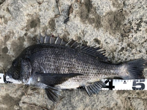 イチノ兄弟、釣果！