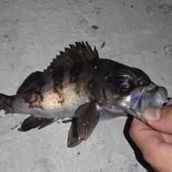 明石港、メバリング