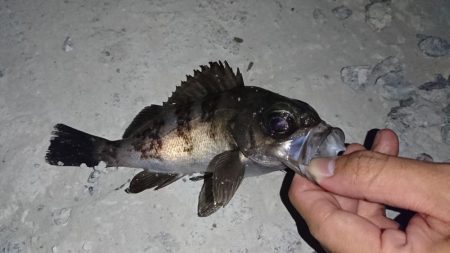 明石港、メバリング