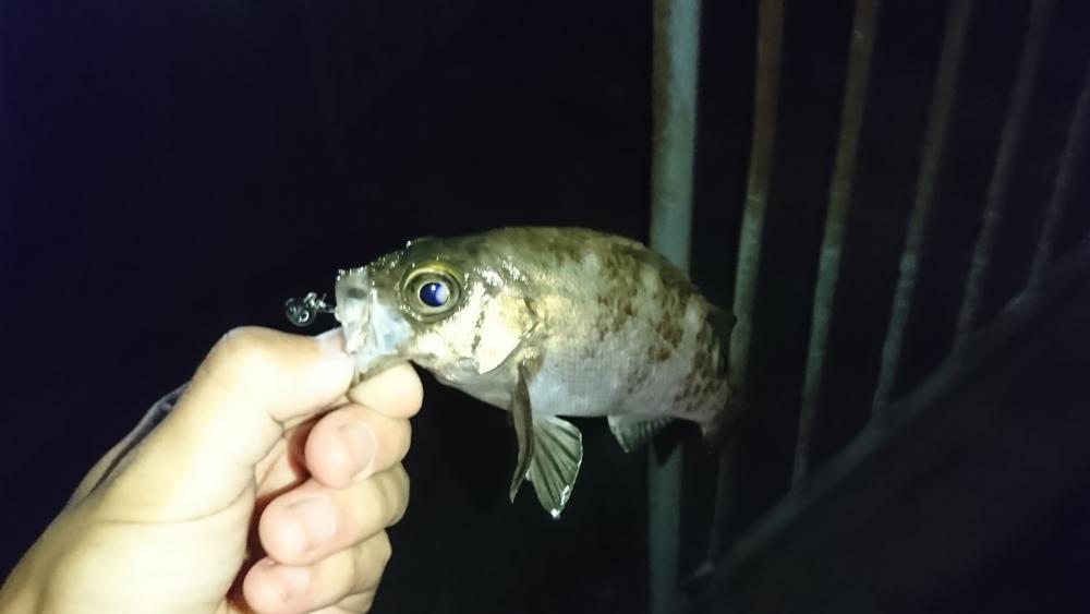 メバリング・明石港リベンジ