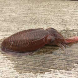 宮津でコウイカ連発!