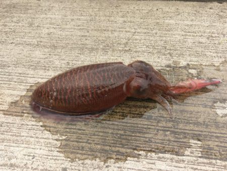 宮津でコウイカ連発!