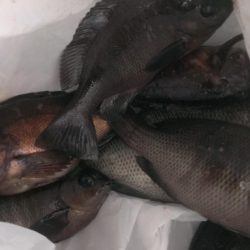 グレ開幕も貧果