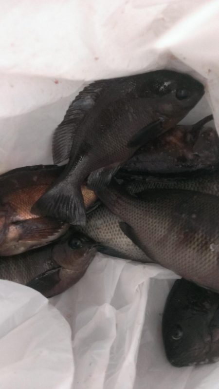 グレ開幕も貧果