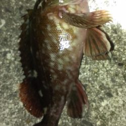 とりあえずガシラ