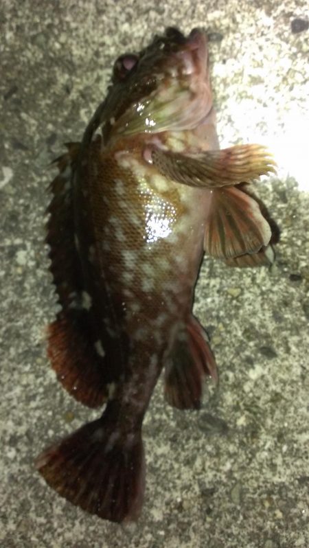 とりあえずガシラ