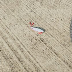 ショアジンギング