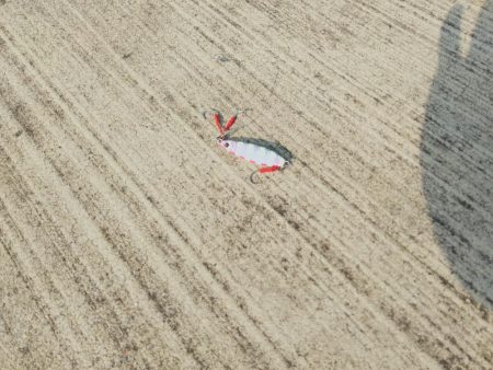 ショアジンギング