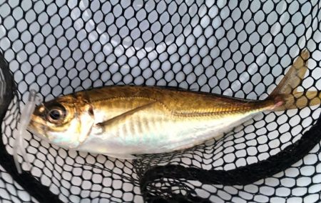 ４目達成～～♪