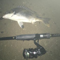 2019 キビレ調査NO、5