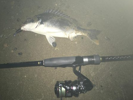 2019 キビレ調査NO、5