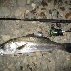 シーバス短時間狙い