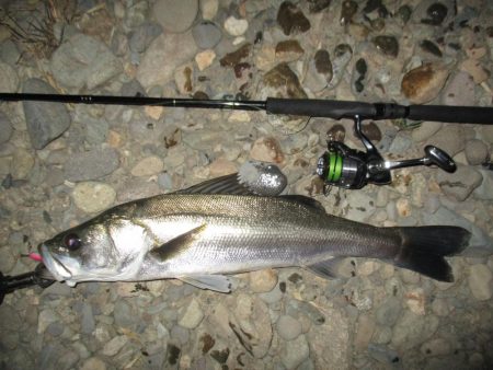 シーバス短時間狙い