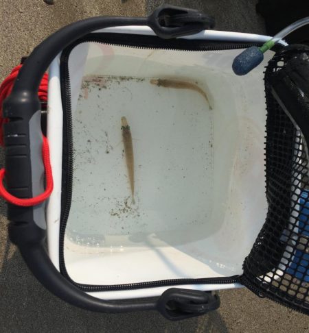 初夏の五目釣り