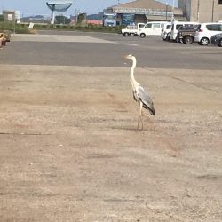 豆アジ、コサバ大漁