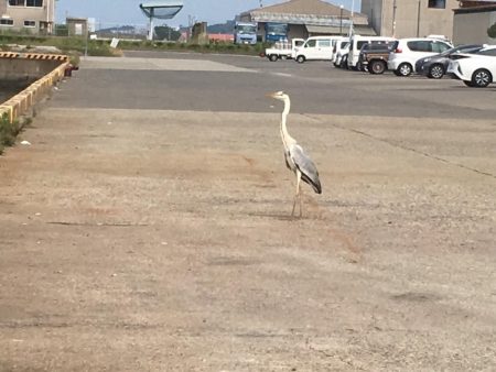 豆アジ、コサバ大漁