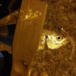 アジングで豆アジ