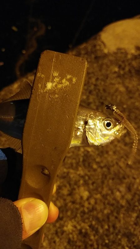 アジングで豆アジ