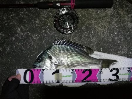 南港カモメ大橋 釣行 （6月スタートからの…