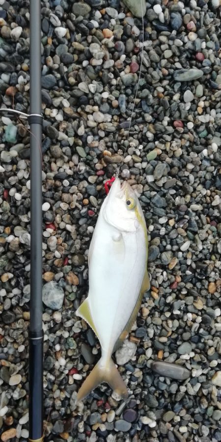 ライトショアジギング