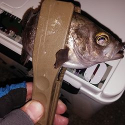 メバルは釣れるけどアオリは…