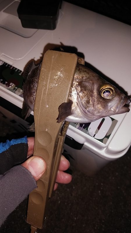 メバルは釣れるけどアオリは…