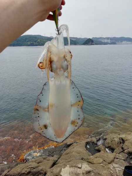 粘った末……春アオリゲット！！