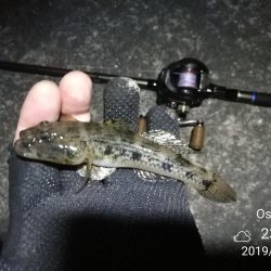 南港カモメ大橋 釣行 (超小雨ヘチ釣り、キビレチヌ45cm 他釣果有り)