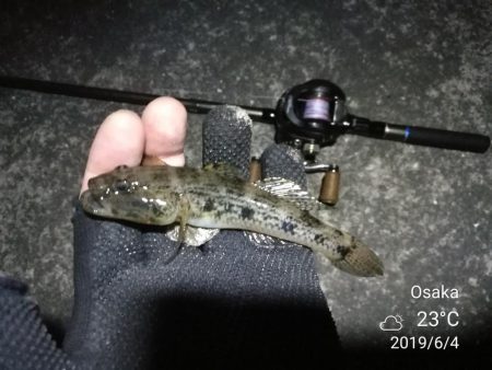 南港カモメ大橋 釣行 (超小雨ヘチ釣り、キビレチヌ45cm 他釣果有り)