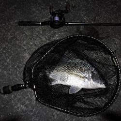 南港カモメ大橋 釣行 (ヘチ短時間で好調果キビレチヌ39cm 他釣果有り)