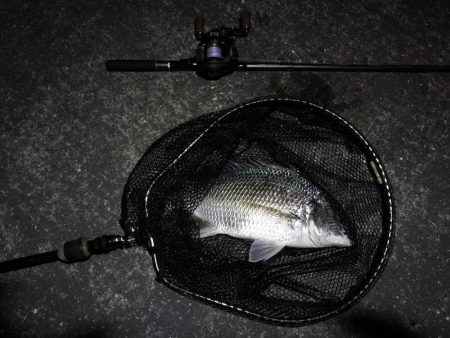 南港カモメ大橋 釣行 (ヘチ短時間で好調果キビレチヌ39cm 他釣果有り)