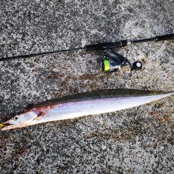 久しぶりの釣果で太刀魚