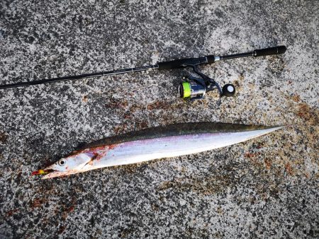 久しぶりの釣果で太刀魚
