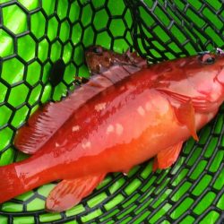 カヤックフィッシングで爆釣!