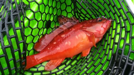 カヤックフィッシングで爆釣!