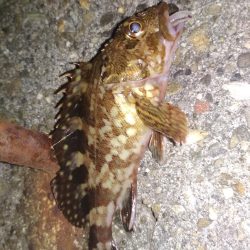 アジ鯵メバルアコウ