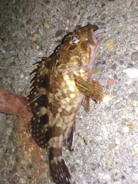 アジ鯵メバルアコウ