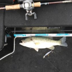 アフタースポーン