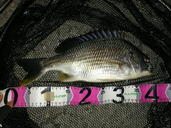 南港カモメ大橋 釣行 （梅雨入り日にヘチ釣…