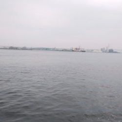 最近人気のツバス釣り