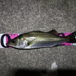 南港カモメ大橋 釣行 (短時間ヘチ釣りでキビレチヌ、シーバス、ガシラ釣果有り)