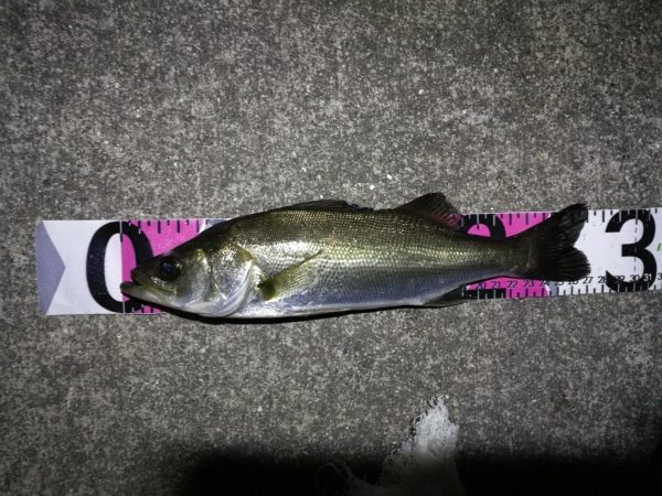 南港カモメ大橋 釣行 (短時間ヘチ釣りでキビレチヌ、シーバス、ガシラ釣果有り)