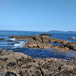 イサキ・尾長・コツパ多数・・