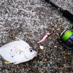 3度目の正直もあり